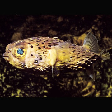 Diodon holocanthus : 15 à 20 cm